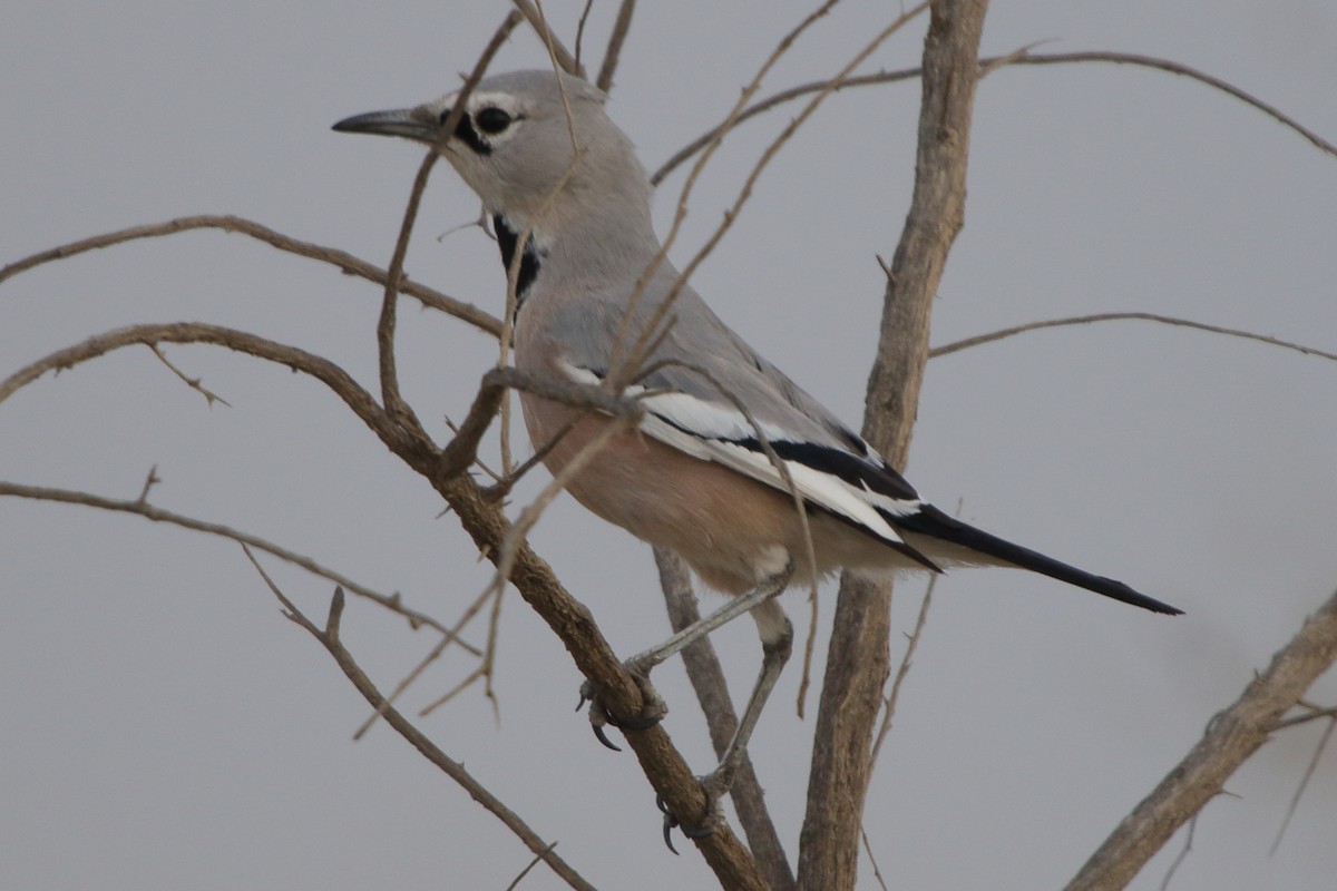 Turkestan Ground-Jay - ML631118536