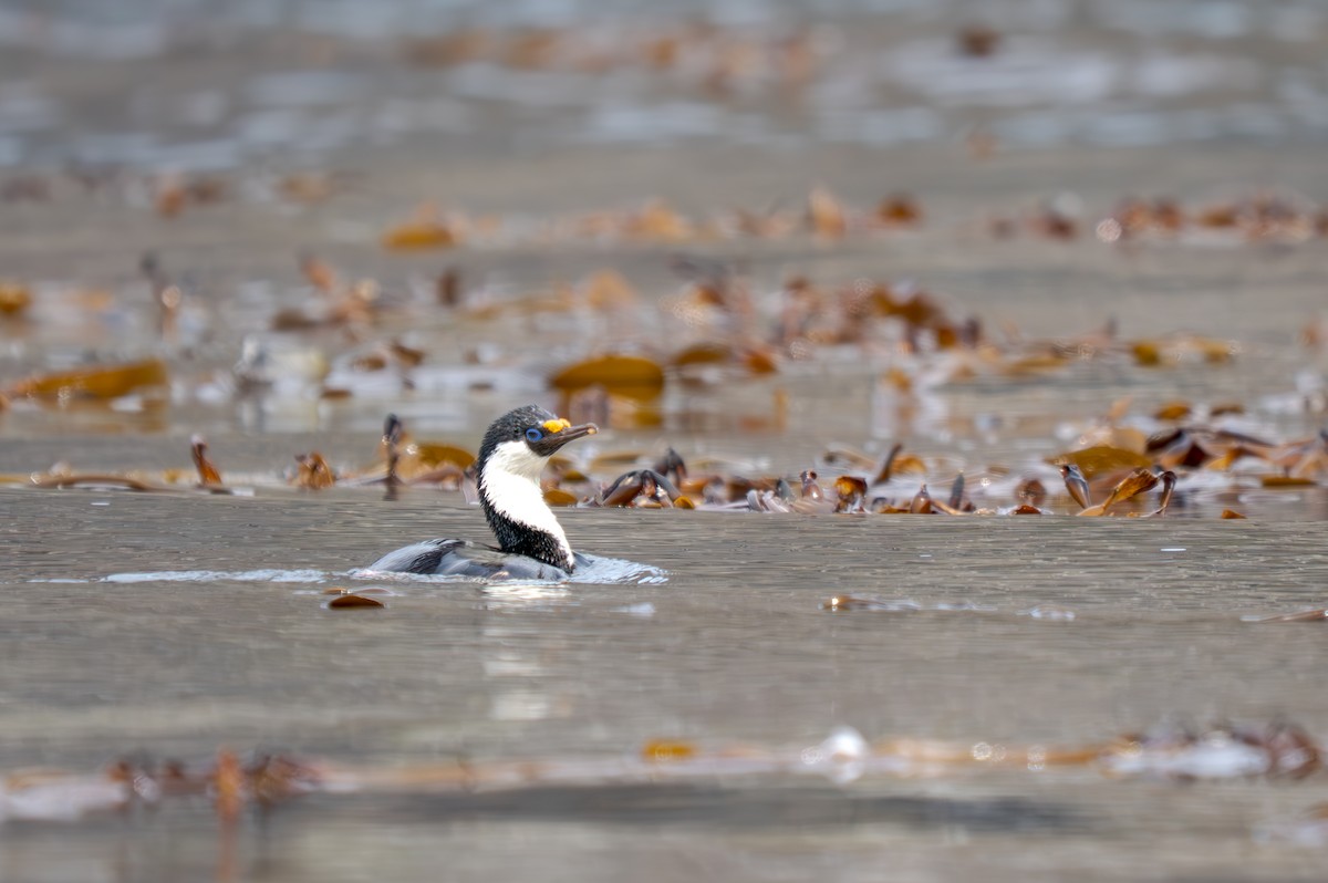 Imperial Cormorant (South Georgia) - ML631118542