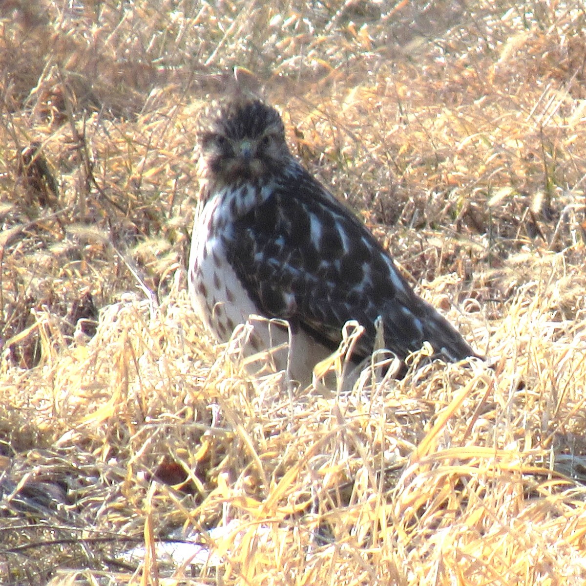 Red-shouldered Hawk - ML631118576