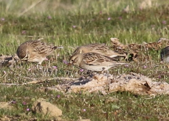 Thick-billed Longspur - ML631118726