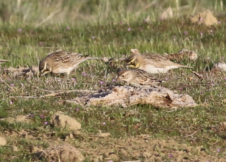 Thick-billed Longspur - ML631118727