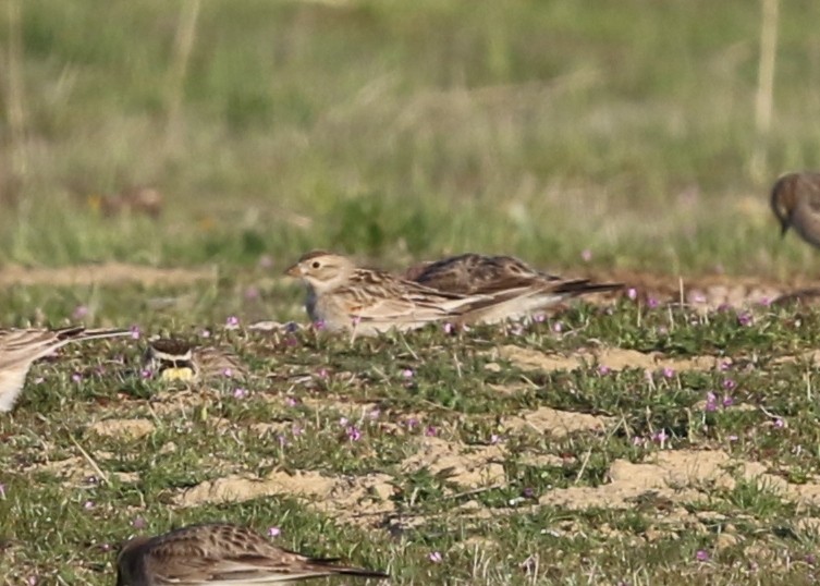 Thick-billed Longspur - ML631118747