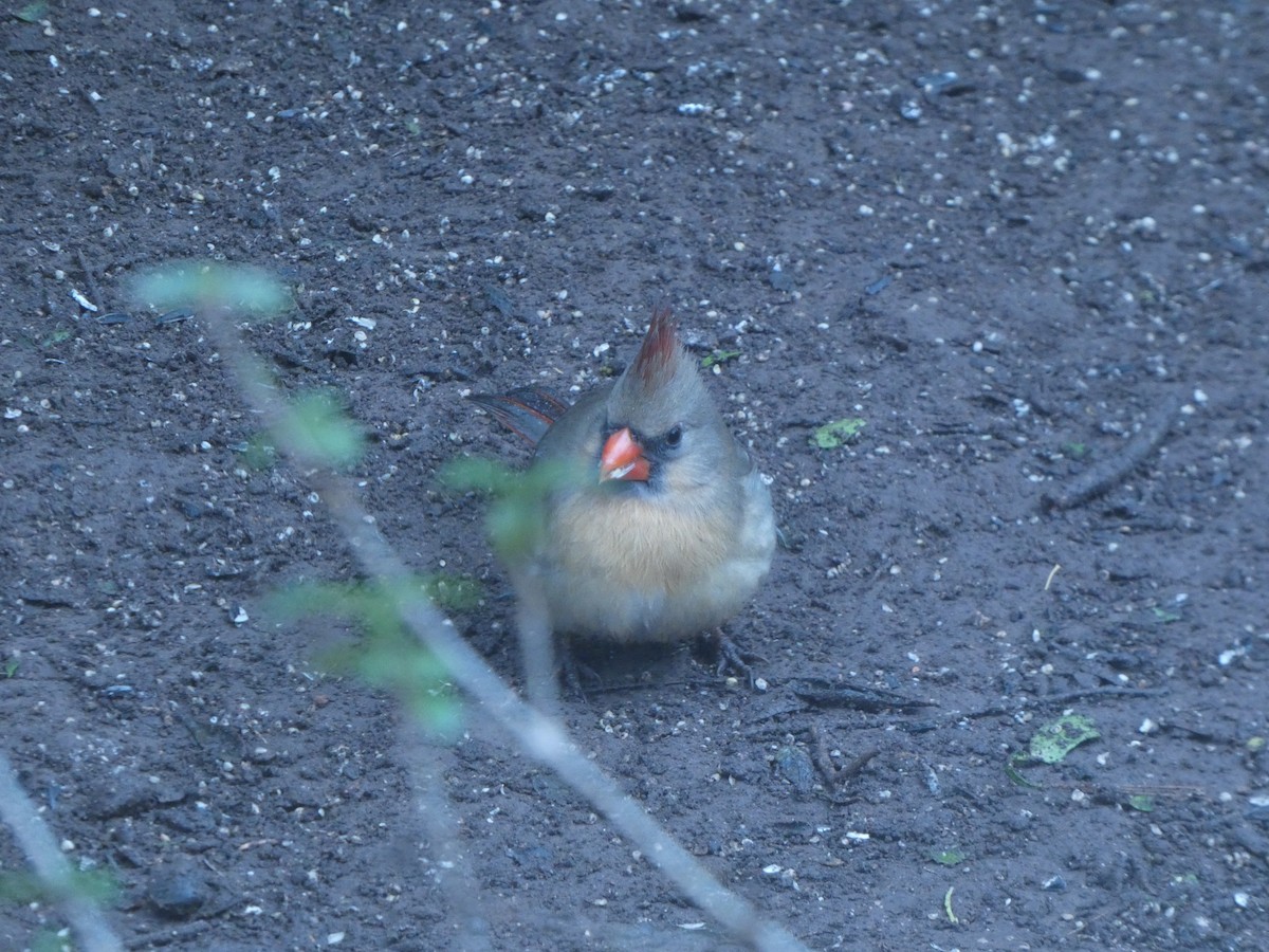 Northern Cardinal - ML631119009