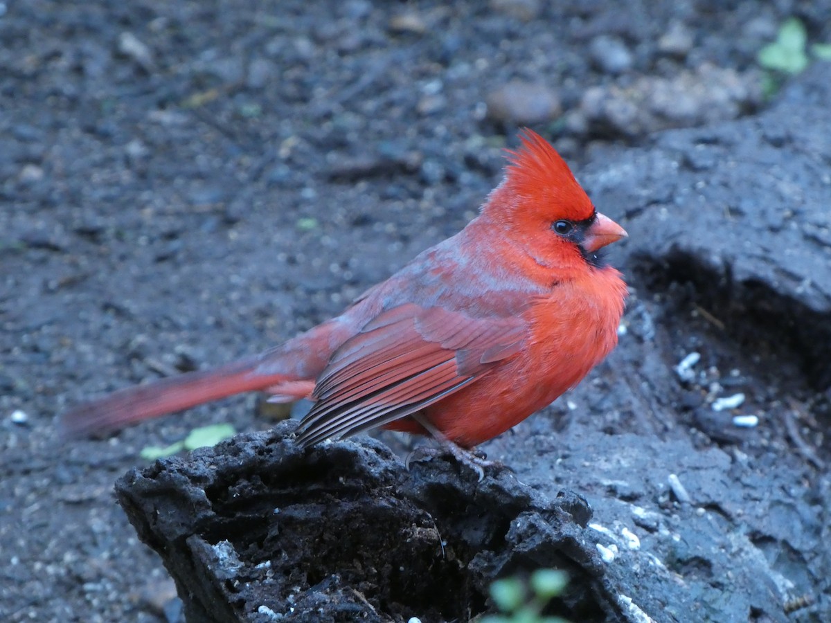 Northern Cardinal - ML631119010