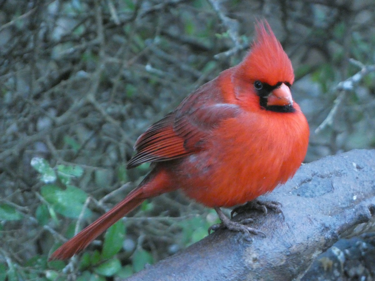 Northern Cardinal - ML631119011