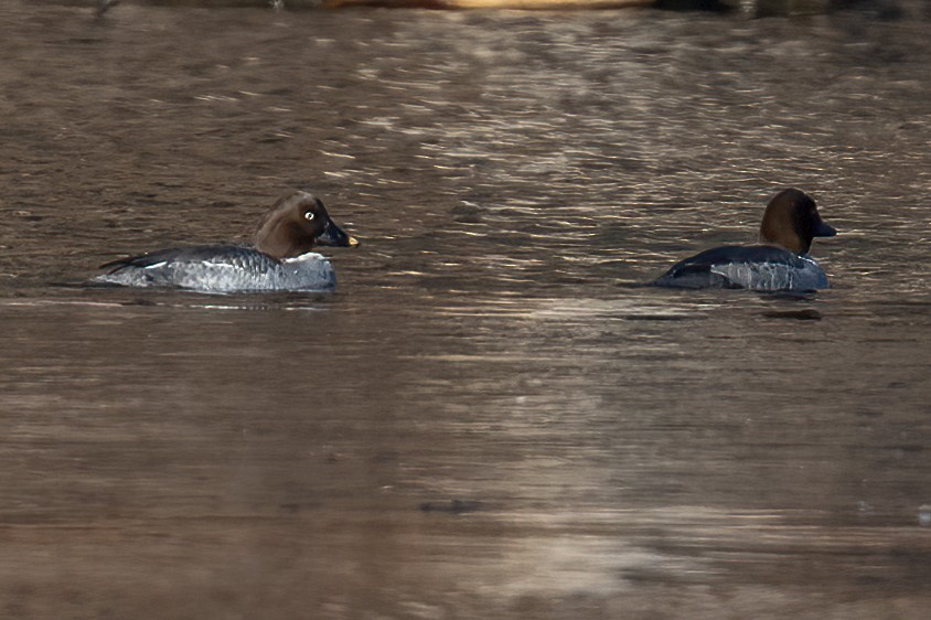 Common Goldeneye - ML631119052
