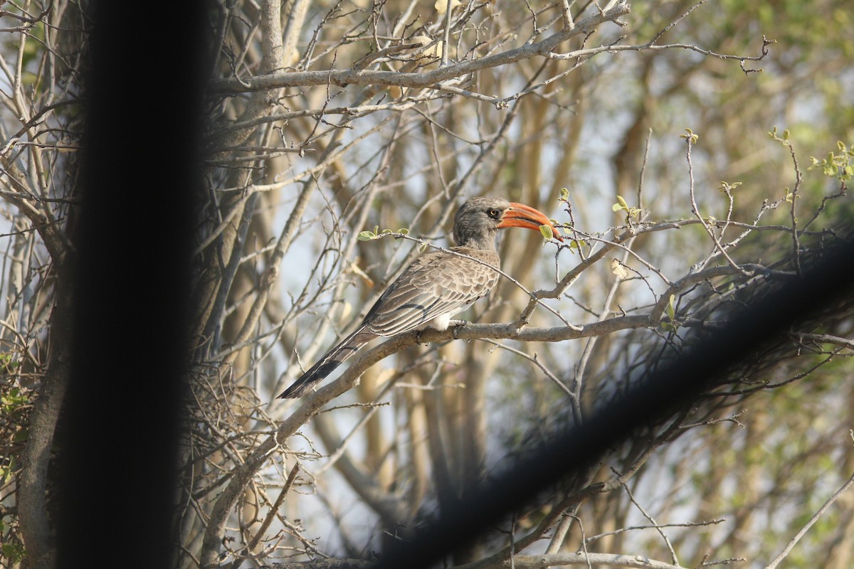 Bradfield's Hornbill - ML631119087