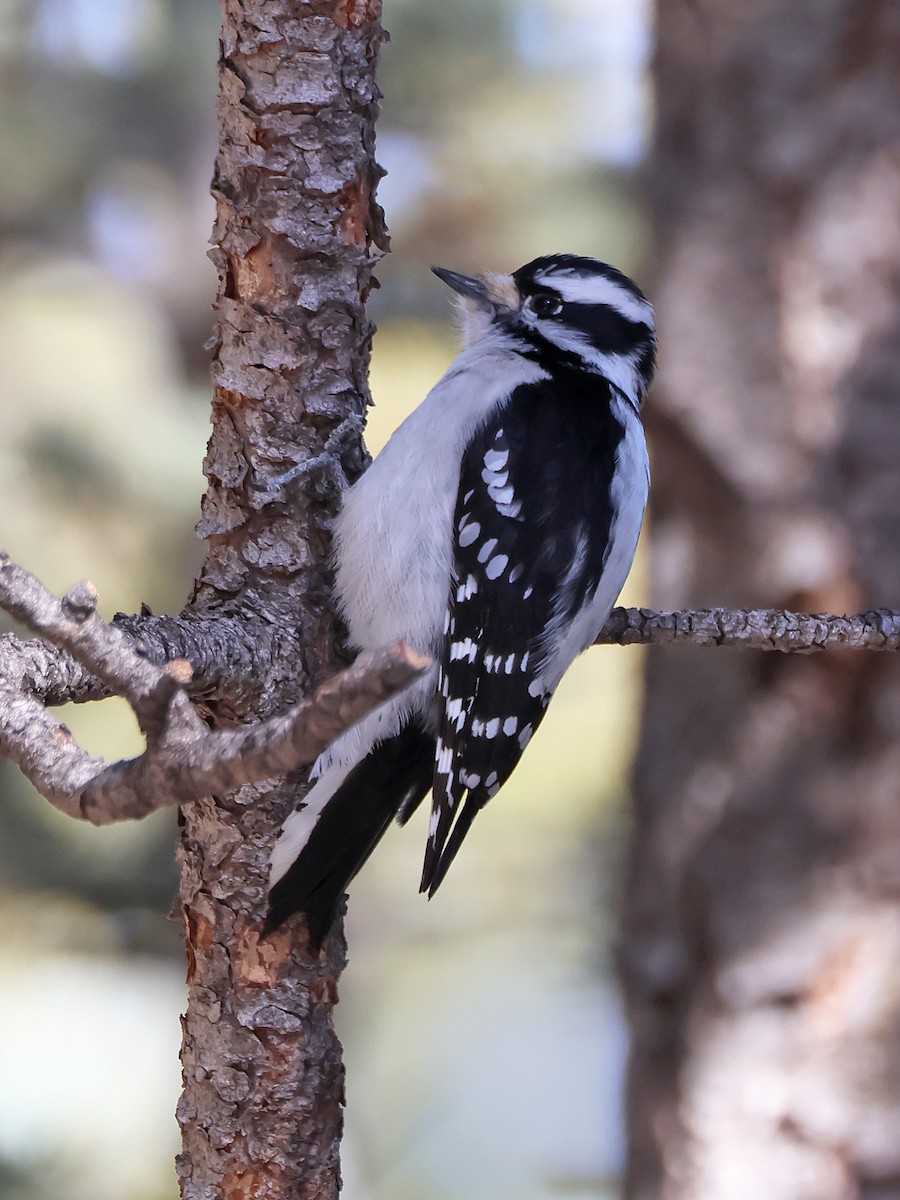 Downy Woodpecker - ML631119204