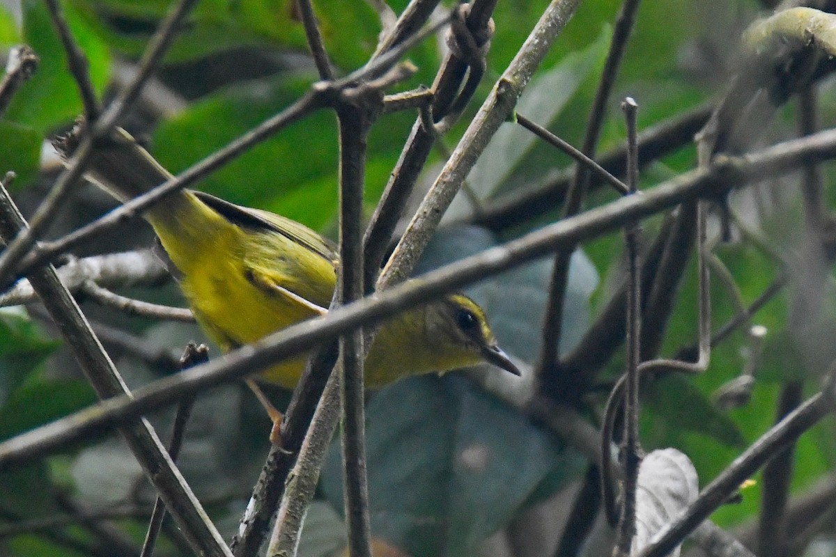 inkaparula - ML631119246