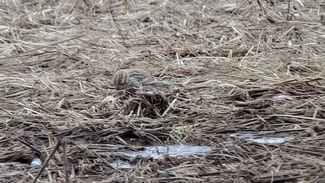 Chestnut-collared Longspur - ML631119355