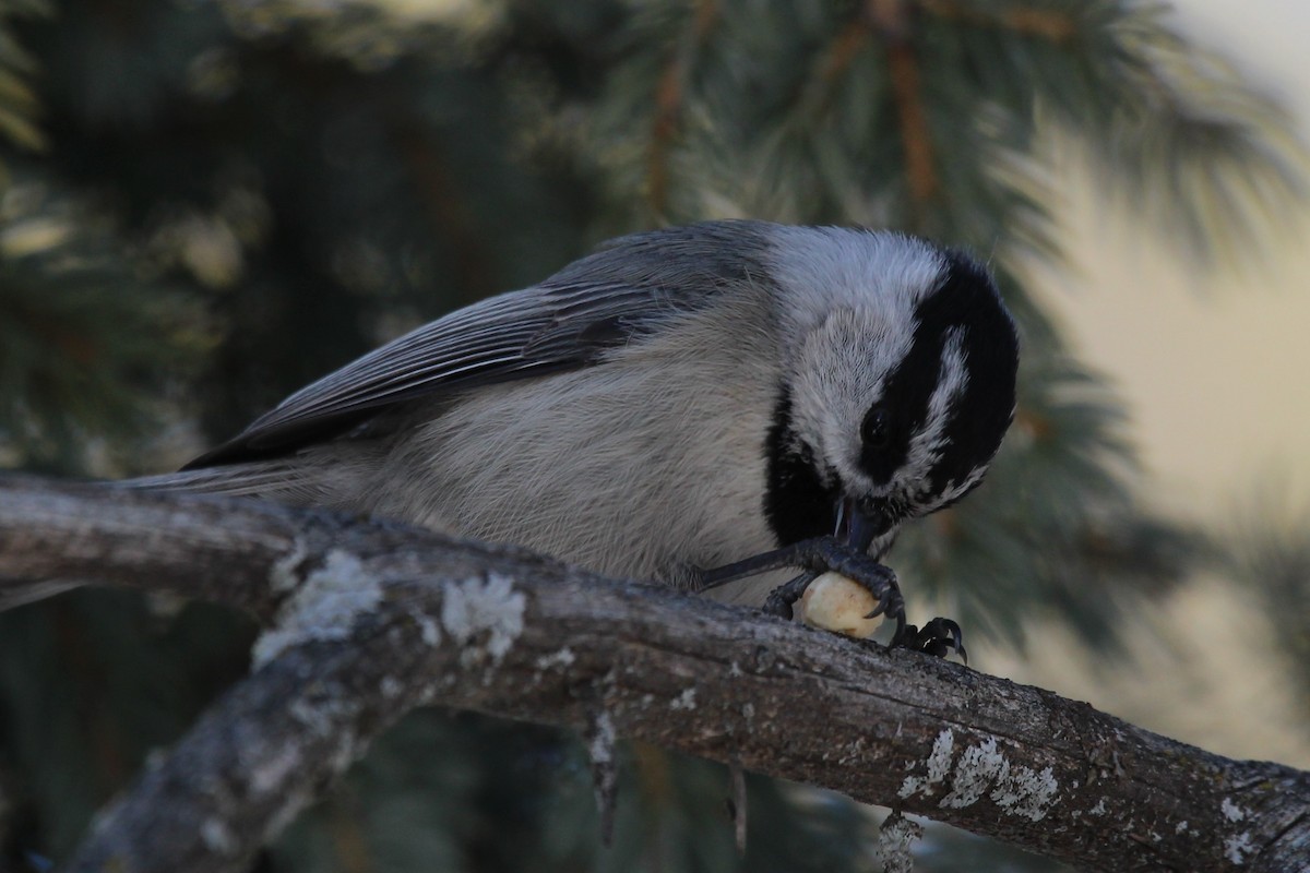 Mountain Chickadee - ML631119519