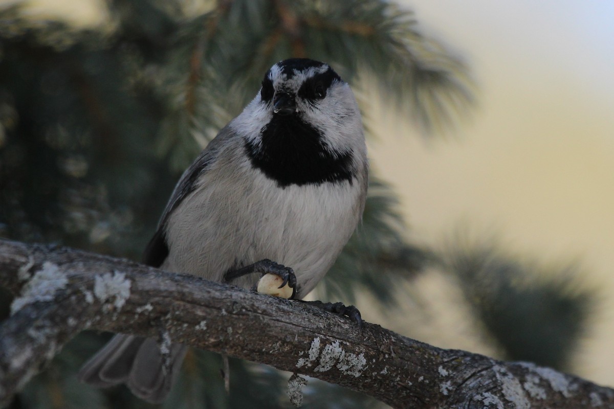 Mountain Chickadee - ML631119520