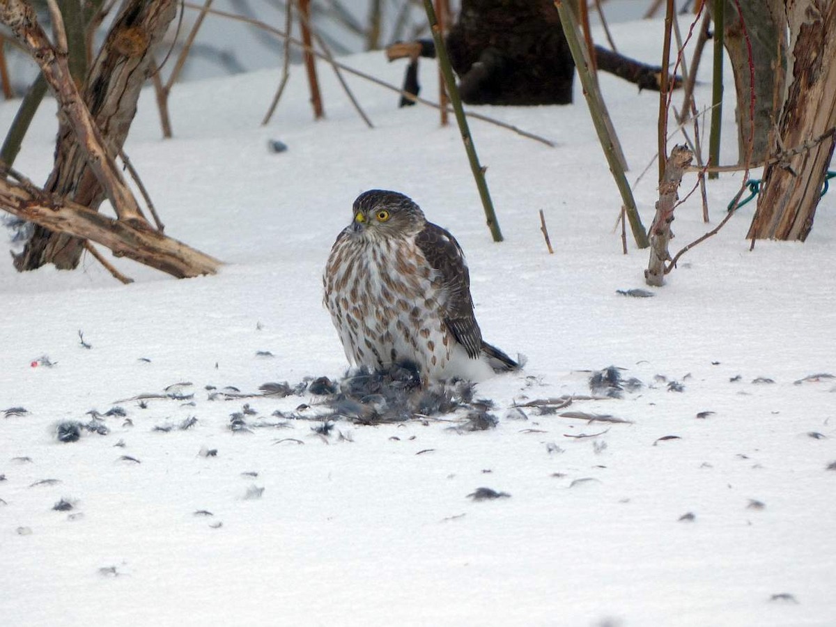 Sharp-shinned Hawk - ML631119832
