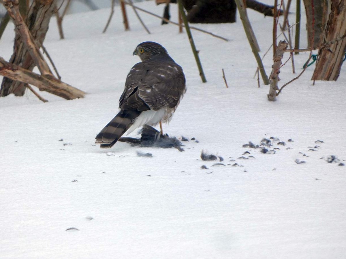 Sharp-shinned Hawk - ML631119833