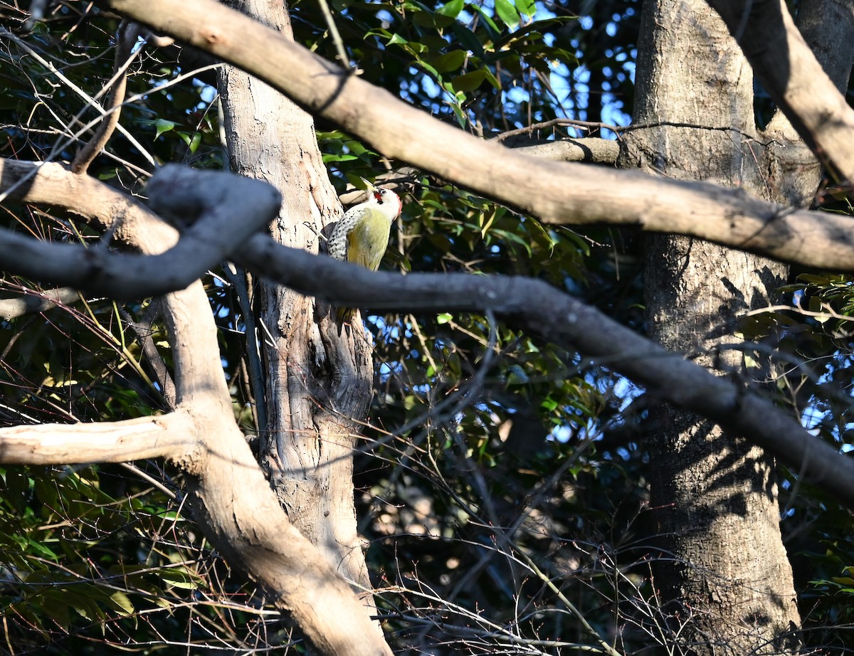 Japanese Woodpecker - ML631119945