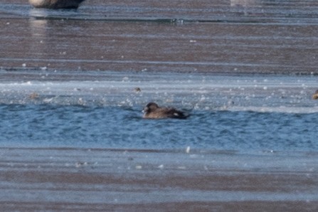 White-winged Scoter - ML631119992