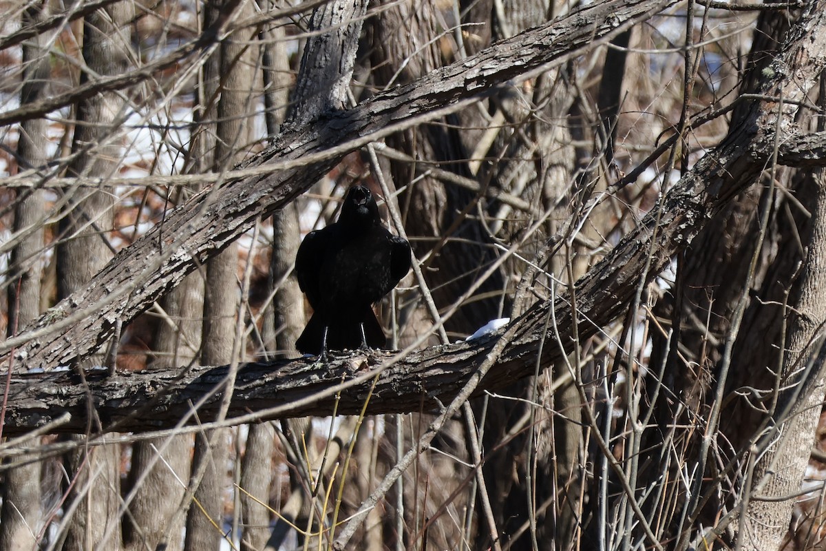 American Crow - ML631120000