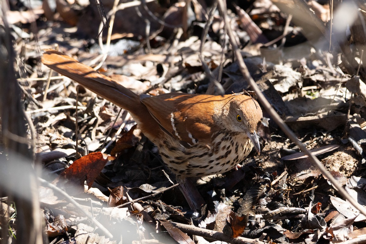 Brown Thrasher - ML631120008