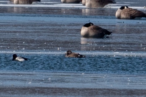 White-winged Scoter - ML631120025