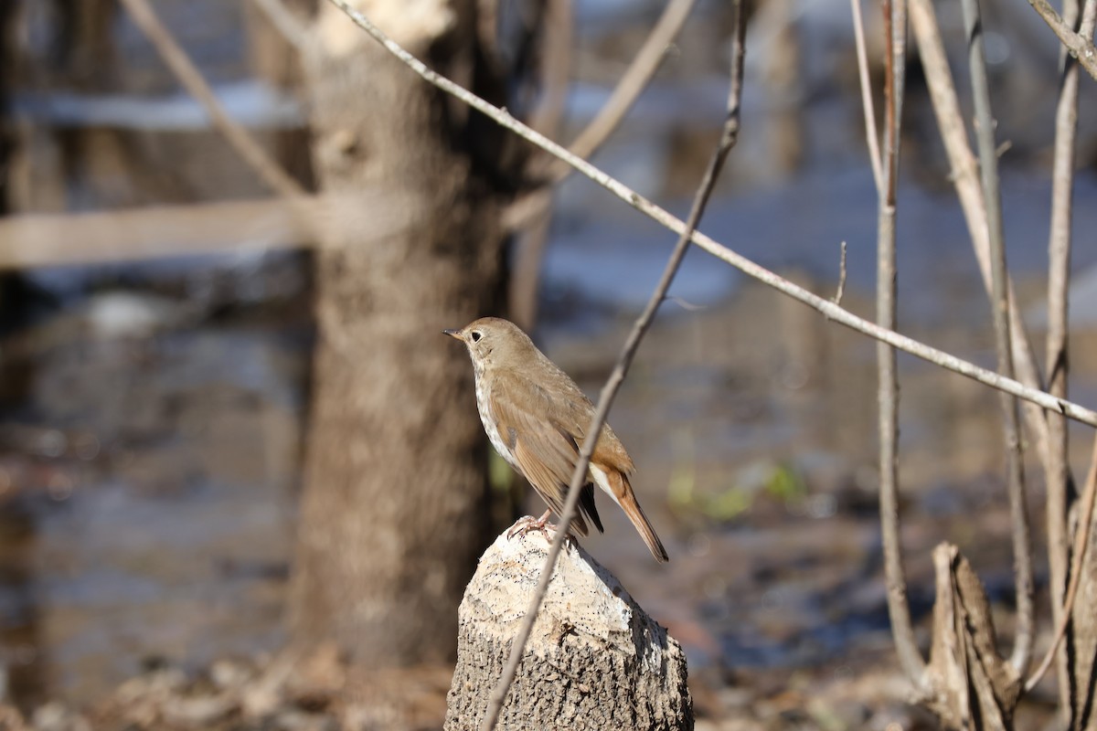 Hermit Thrush - ML631120026