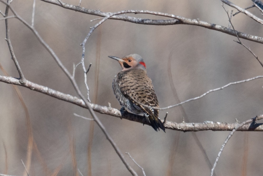 Northern Flicker - ML631120071