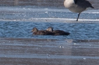 American Black Duck - ML631120094