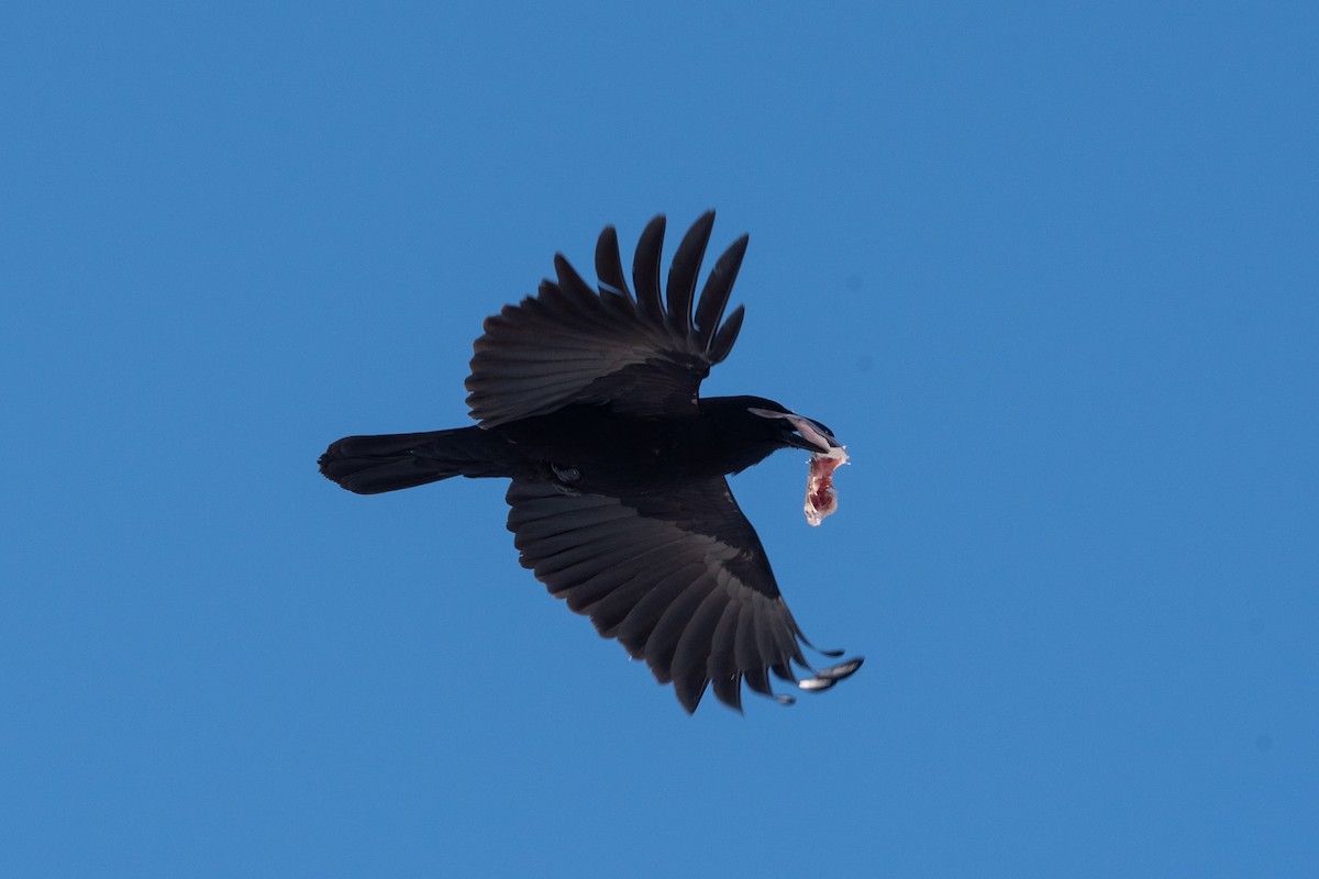 American Crow - ML631120123