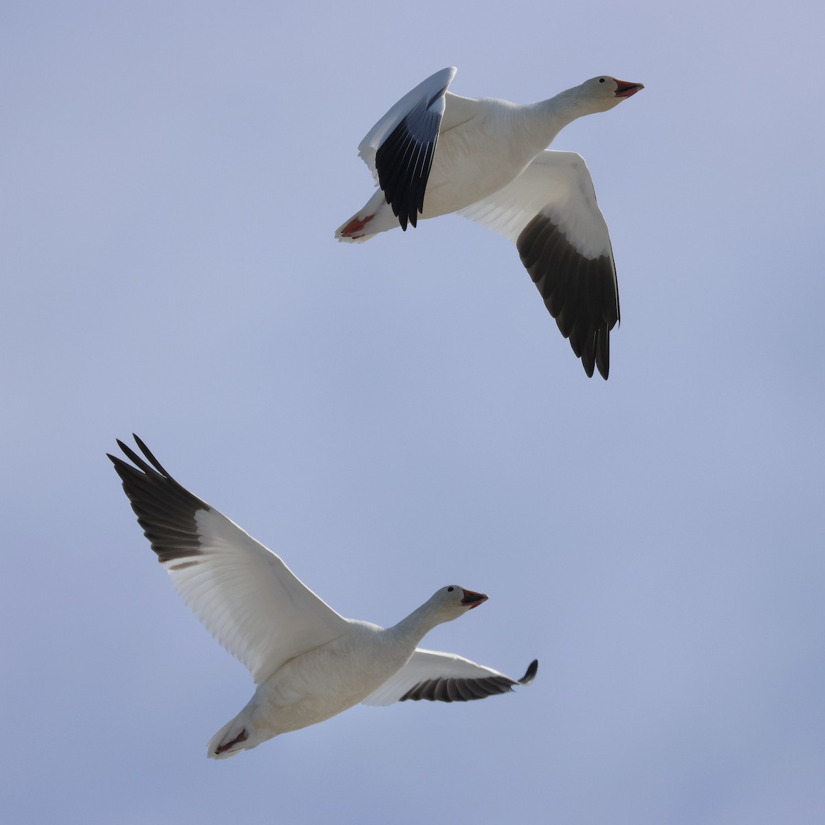 Snow Goose - ML631120557