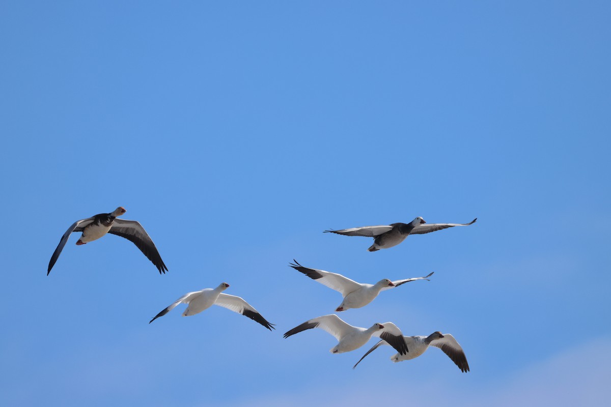 Snow Goose - ML631120558