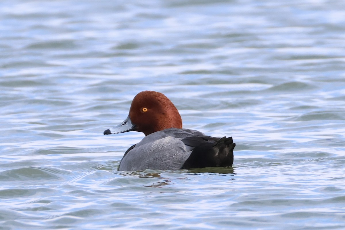 Redhead - ML631120573