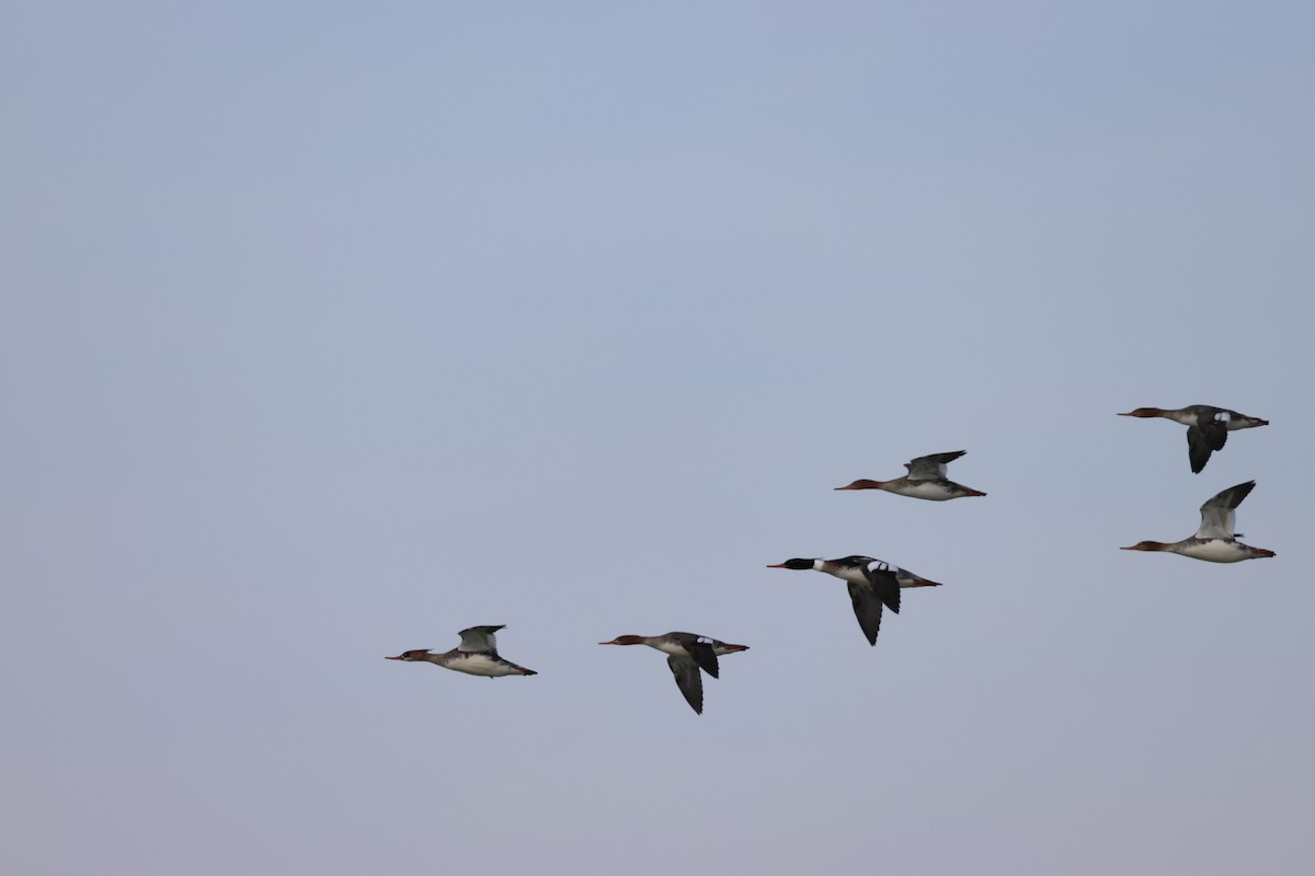 Red-breasted Merganser - ML631120578