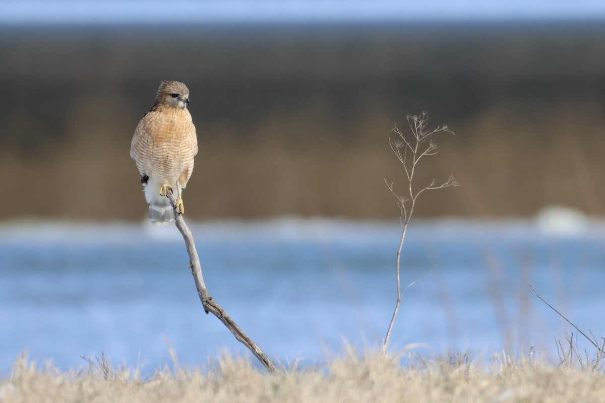 Red-shouldered Hawk - ML631120595