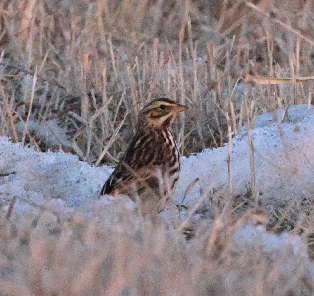 Savannah Sparrow - ML631120681