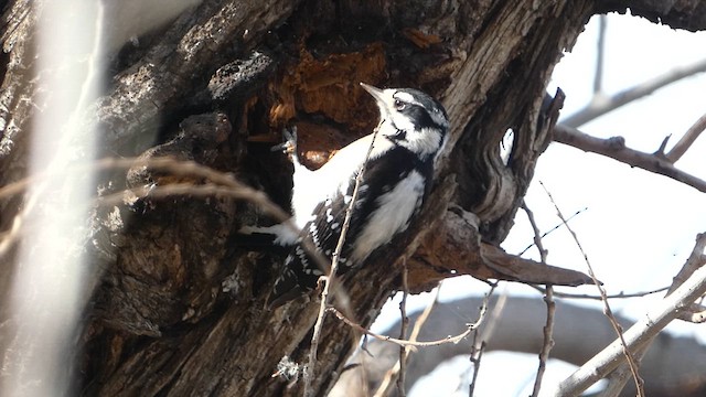 Downy Woodpecker - ML631120814
