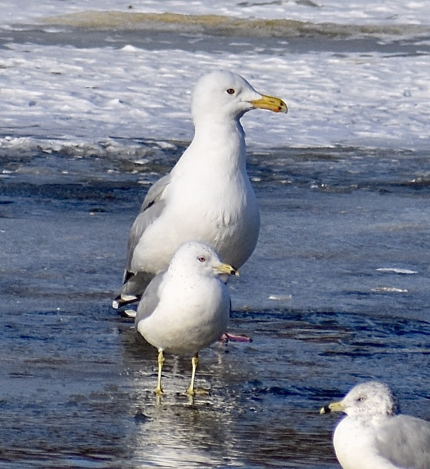 Goéland hudsonien - ML631121063
