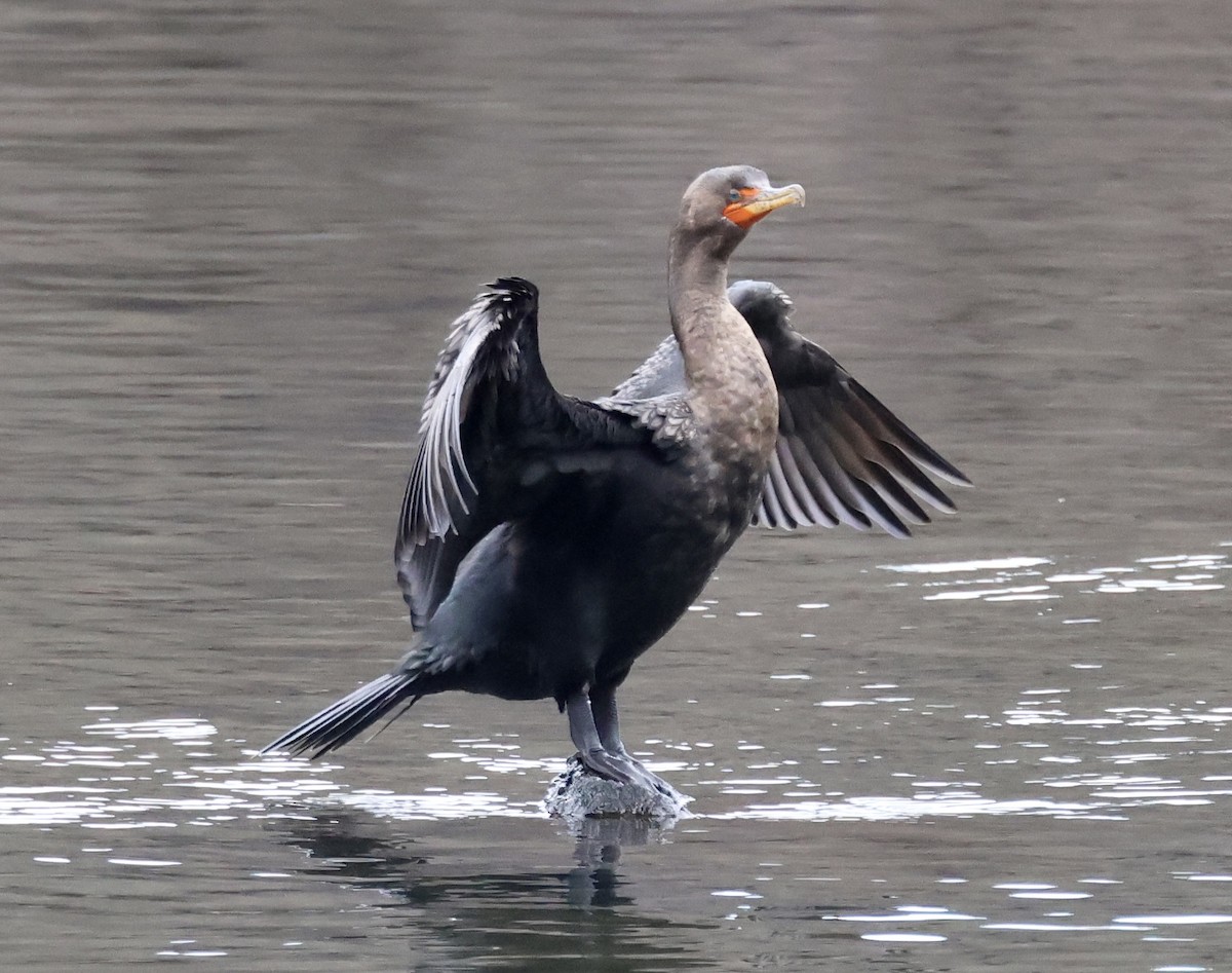 Cormoran à aigrettes - ML631121132