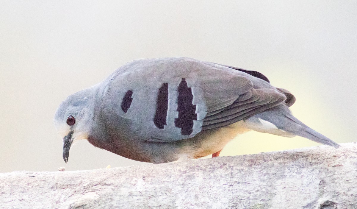 Maroon-chested Ground Dove - ML631121195