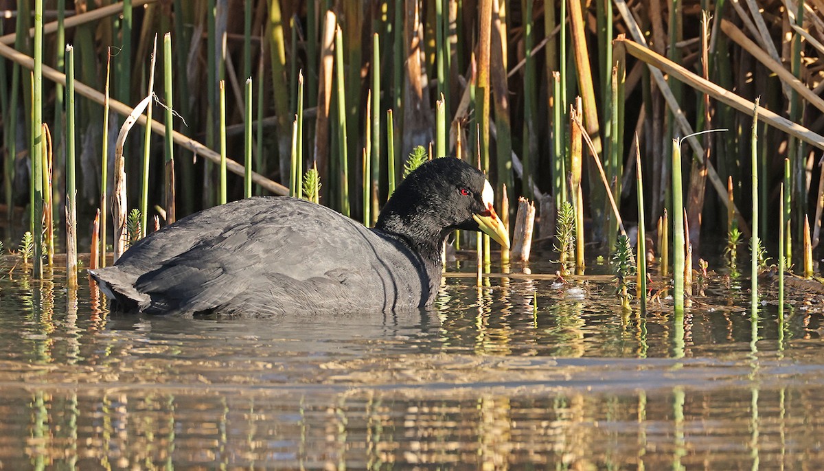 Red-gartered Coot - ML631121227