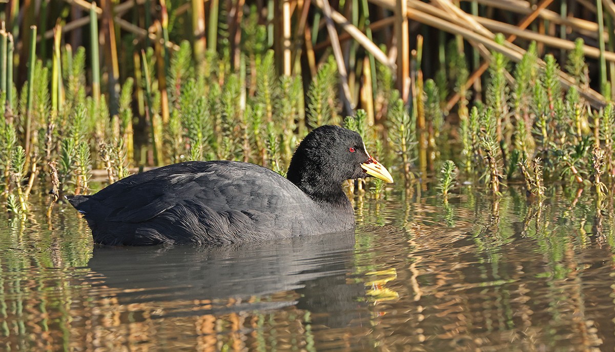 Red-gartered Coot - ML631121228