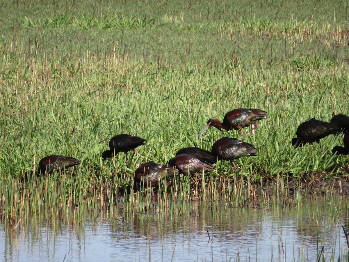 White-faced Ibis - ML631121254