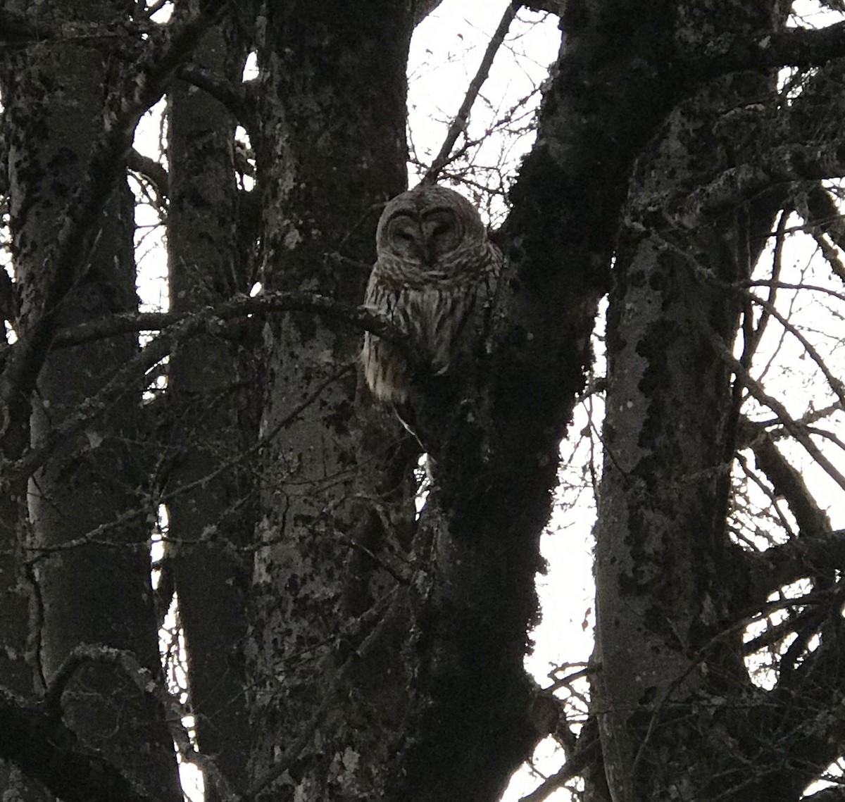 Barred Owl - ML631121343