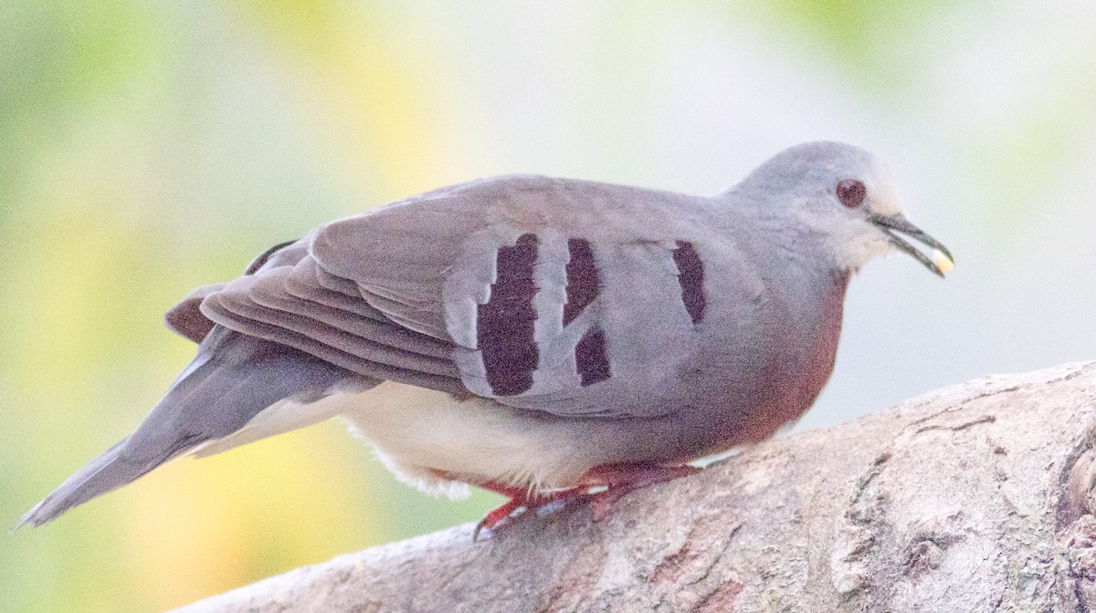 Maroon-chested Ground Dove - ML631121347