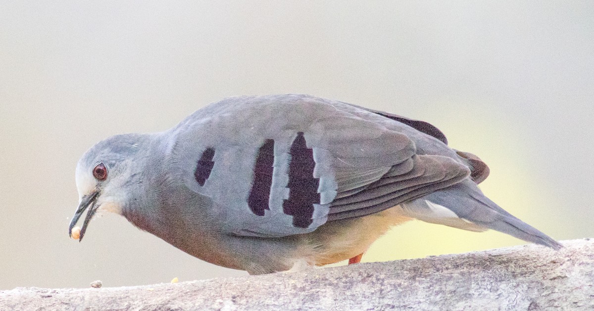 Maroon-chested Ground Dove - ML631121348