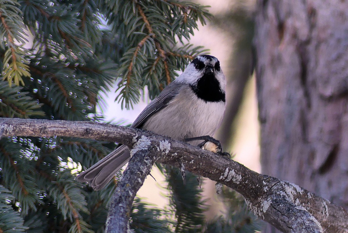 Mountain Chickadee - ML631121375
