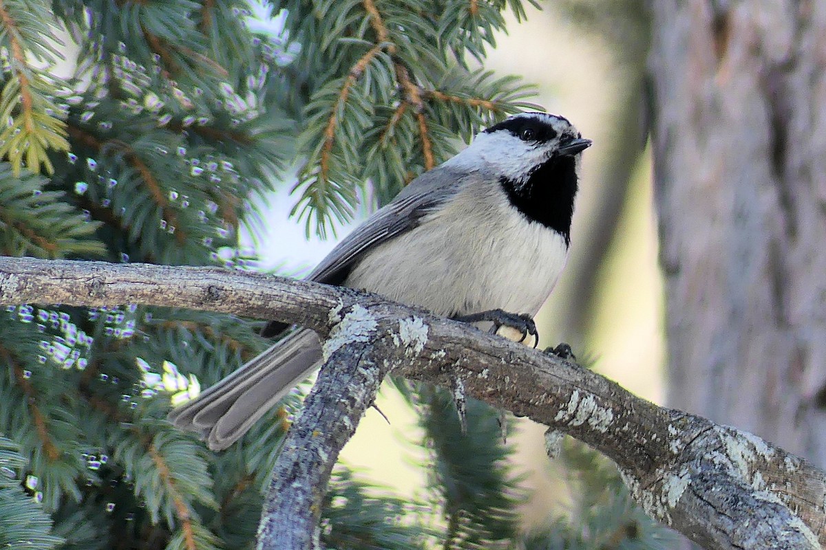 Mountain Chickadee - ML631121411