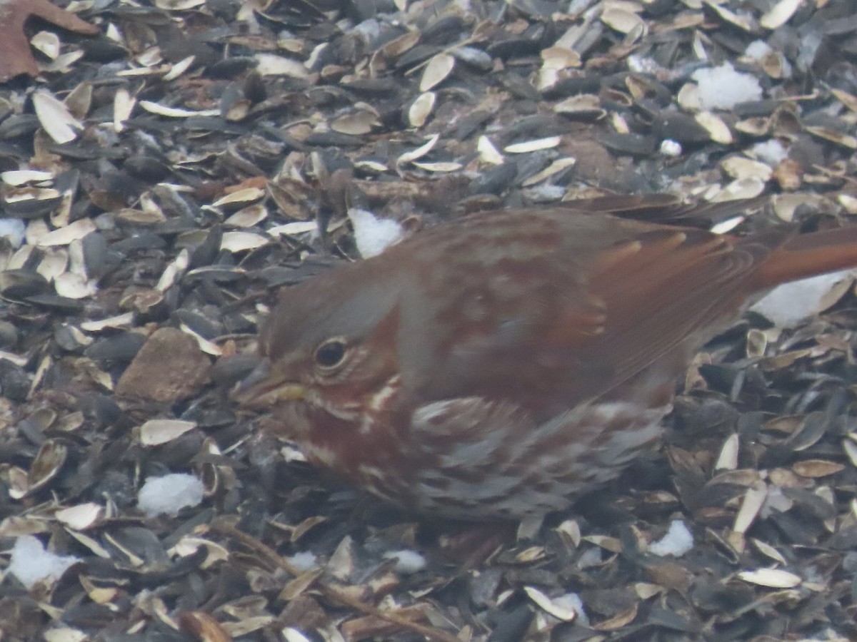 Fox Sparrow - ML631121536
