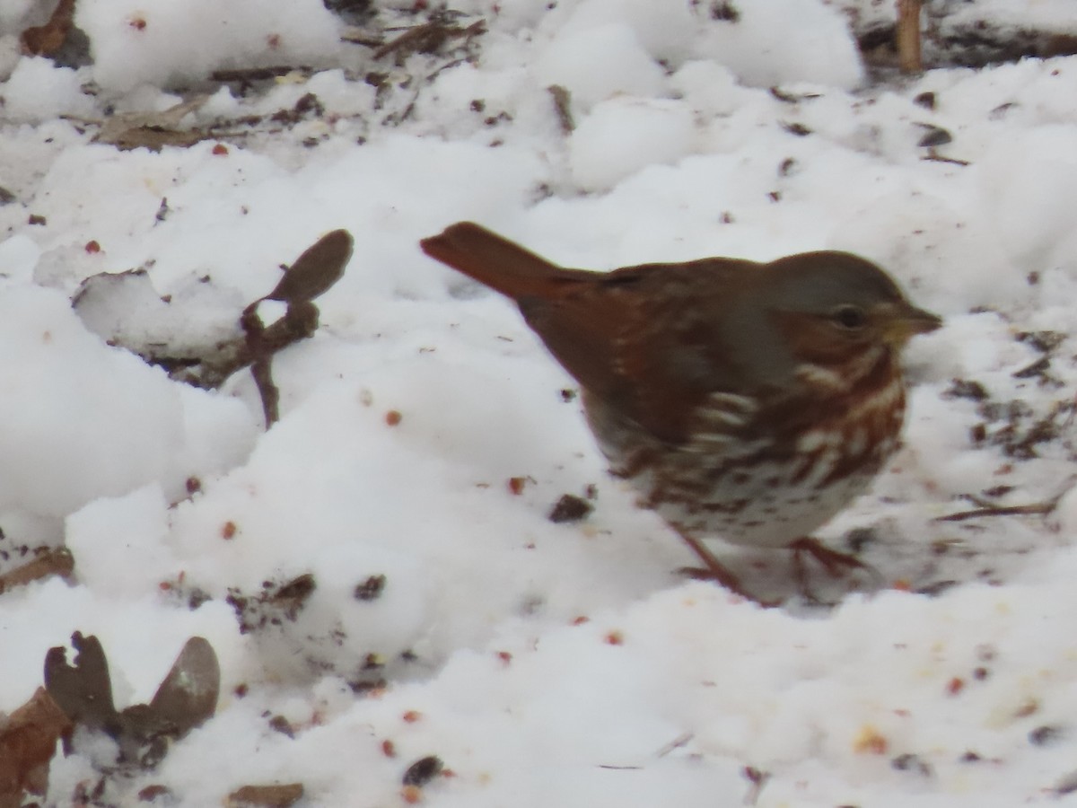 Fox Sparrow - ML631121542