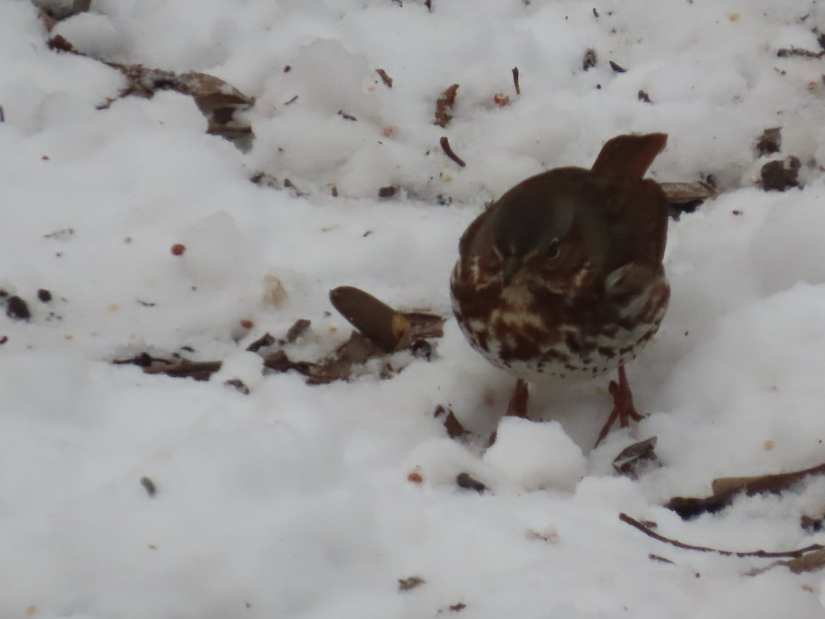 Fox Sparrow - ML631121546