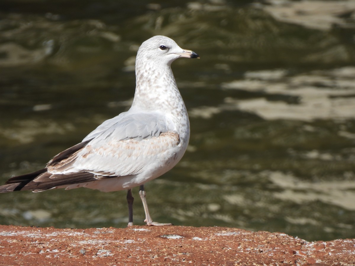 Ring-billed Gull - ML631121547