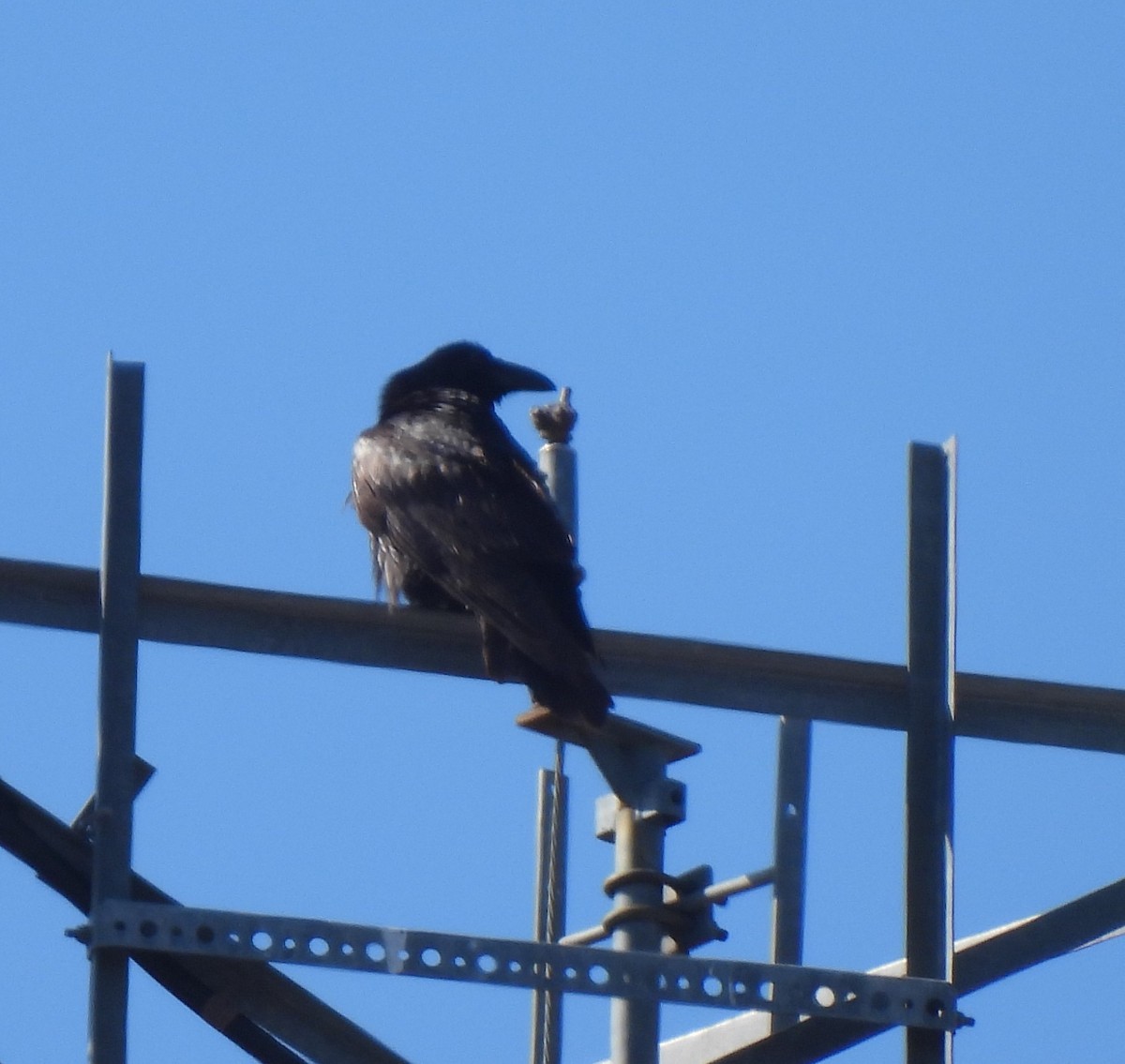 Common Raven - ML631121628